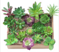 12 PCS Artificial Succulent Plants Lifelike With Zero Maintenance