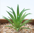 Artificial Succulent A Plant Lifelike With Zero Maintenance