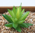 Artificial Succulent Aloe Vera C Plant Lifelike With Zero Maintenance