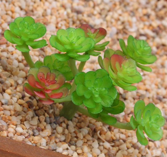 Artificial Succulent E Plant Lifelike With Zero Maintenance