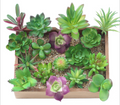 Artificial Succulent E Plant Lifelike With Zero Maintenance