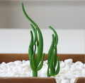 Artificial Succulent I Plant Lifelike With Zero Maintenance