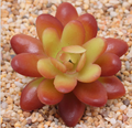 Artificial Succulent J Plant Lifelike With Zero Maintenance