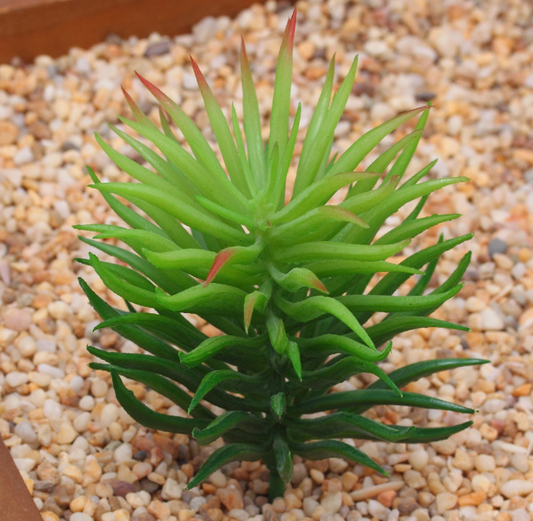 Artificial Succulent K Plant Lifelike With Zero Maintenance