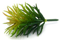 Artificial Succulent K Plant Lifelike With Zero Maintenance