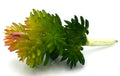 24 PCS Artificial Succulents Life Like With Zero Maintenance