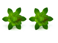 Artificial Succulent O Plant Lifelike With Zero Maintenance