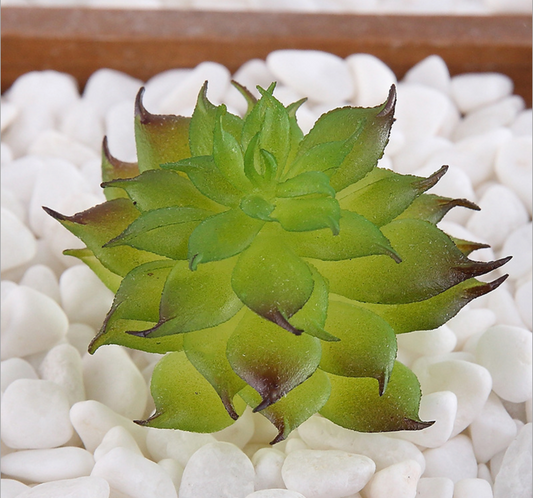 Artificial Succulent Plant R Lifelike With Zero Maintenance