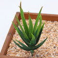Artificial Succulent Plant X Lifelike With Zero Maintenance