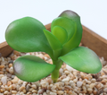 Artificial Succulent Plant Z Lifelike With Zero Maintenance
